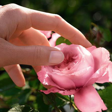 bring-the-world-to-bloom11