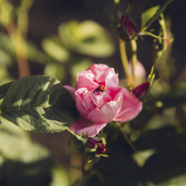 La-vie-est-belle-fragancia-que-celebra-belleza