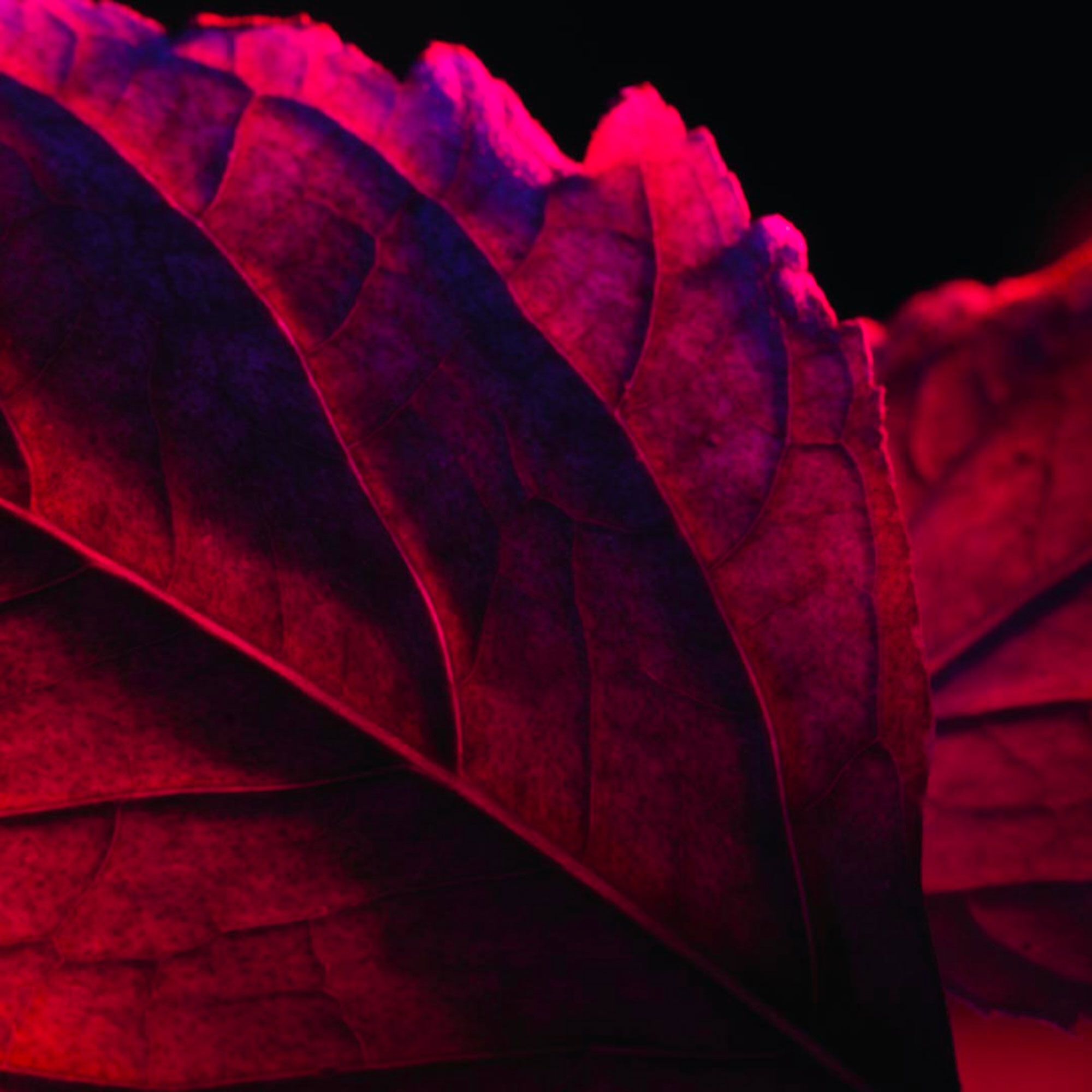 LA NUIT TRESOR ROUGE DRAMA