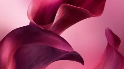 ABSOLUTO DE HOJA DE VIOLETA ATERCIOPELADA​