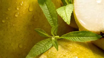Visual de ingrediente - recorte sobre ramas de verbena