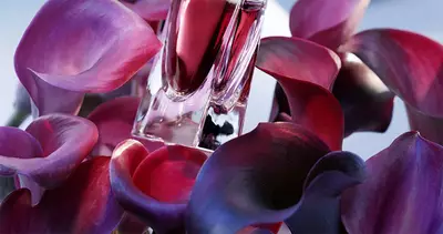 ABSOLUTO DE HOJA DE VIOLETA​