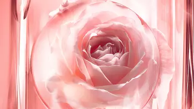 ESENCIA DE PETALOS DE ROS