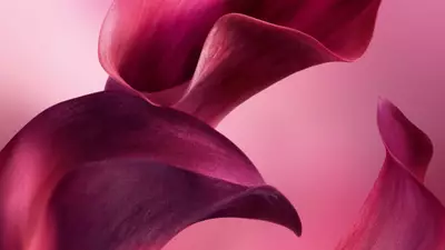 Two fluid, deep magenta and red petal-like shapes curve gracefully against a soft, gradient pink background.