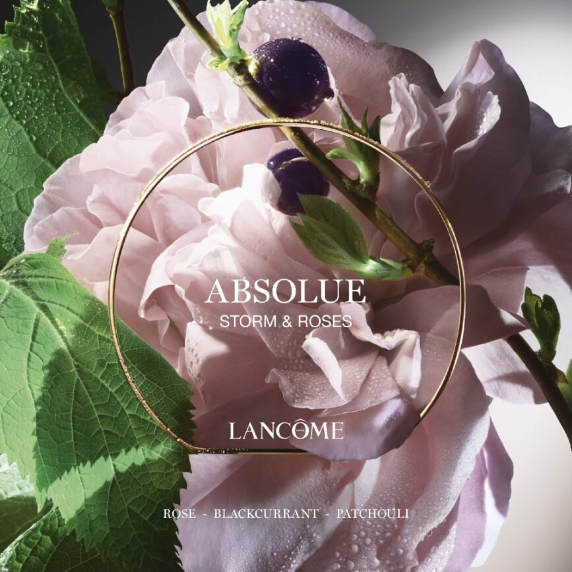 STORM & ROSES | ABSOLUE LES PARFUMS